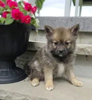Rose, a female Pomeranian and Pomsky for sale in Cayuga, NY – 2 of 9