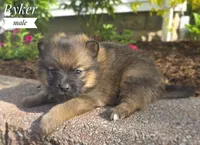 Ryker, a male Pomeranian and Pomsky for sale in Cayuga, NY – 2 of 6