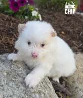 Chip, a male Pomeranian for sale in Cayuga, NY – 2 of 6