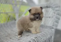 starlit, a male Pomeranian for sale in Cayuga, NY – 3 of 5