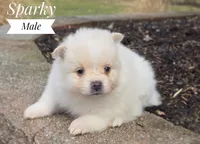 Sparky, a male Pomeranian for sale in Cayuga, NY – Photo 2 of 5