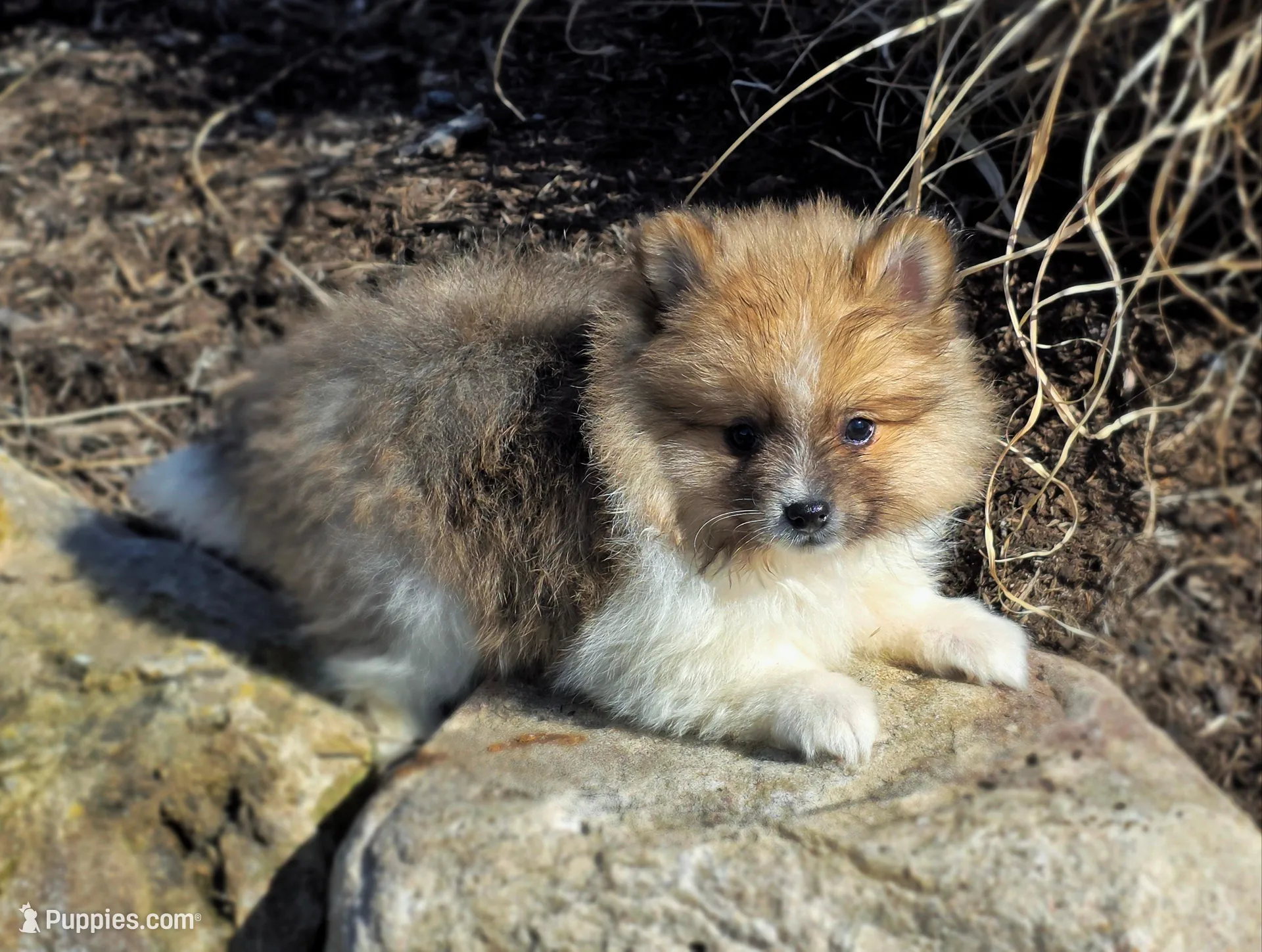 Slate, a male Pomeranian for sale in Cayuga, NY – Photo 2 of 9