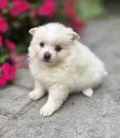 Slater- cream, a male Pomeranian for sale in Cayuga, NY – 3 of 6