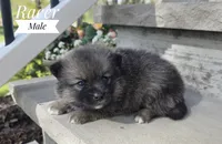 Racer, a male Pomeranian and Pomsky for sale in Cayuga, NY – 2 of 6