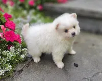 Stella, a male Pomeranian for sale in Cayuga, NY – 2 of 6
