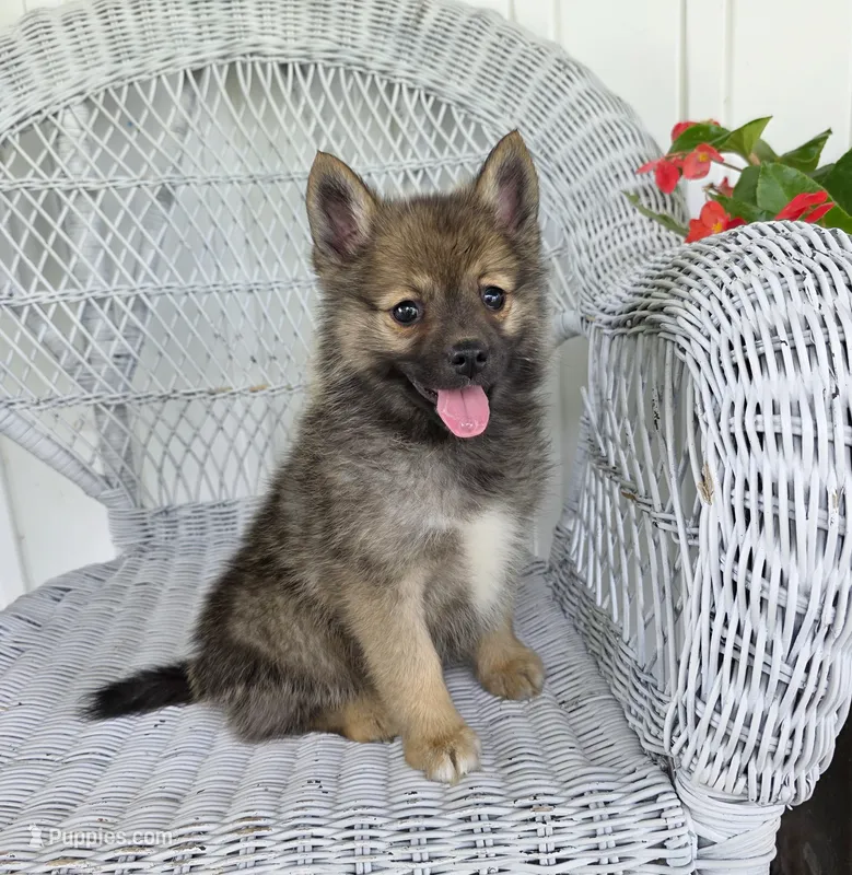 Rose – Pomeranian, Pomsky puppy for sale in Cayuga, NY