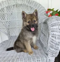 Rose, a female Pomeranian and Pomsky for sale in Cayuga, NY – 1 of 9