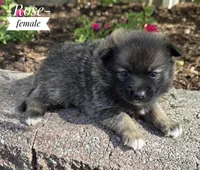 Rose, a female Pomeranian and Pomsky for sale in Cayuga, NY – 2 of 5