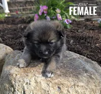 Rose, a female Pomeranian and Pomsky for sale in Cayuga, NY – 3 of 5