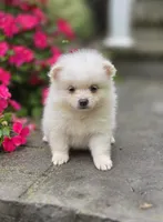 Stella, a male Pomeranian for sale in Cayuga, NY – 3 of 6