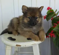 Ryker, a male Pomeranian and Pomsky for sale in Cayuga, NY – 1 of 8