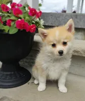 Rusty, a male Pomeranian and Pomsky for sale in Cayuga, NY – 3 of 10