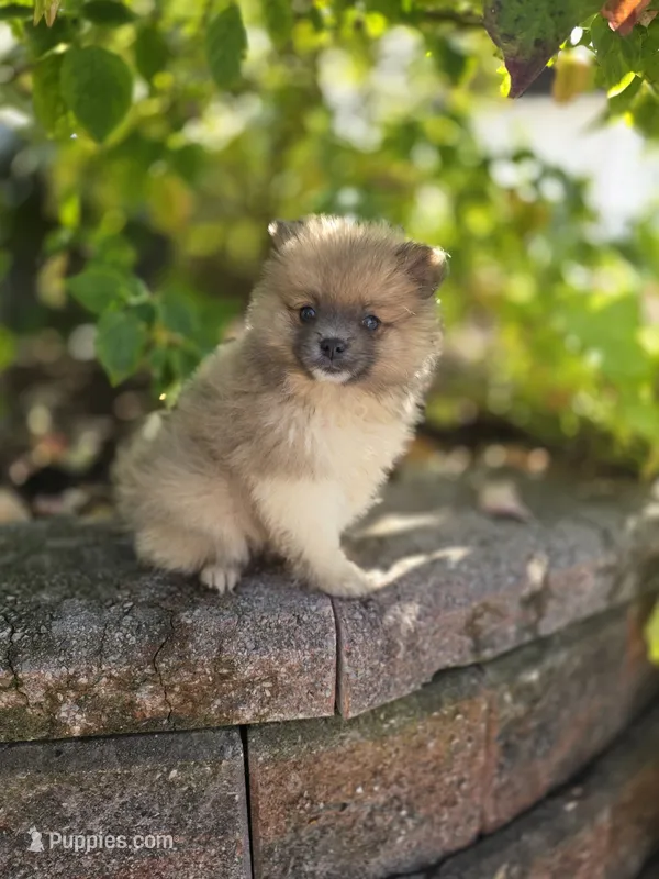 starlit – Pomeranian puppy for sale in Cayuga, NY