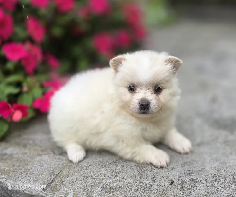 Slater- cream – Pomeranian puppy for sale in Cayuga, NY