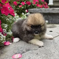 Sable-Tri Color, a male Pomeranian for sale in Cayuga, NY – 5 of 8