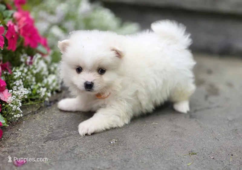 shiloh – Pomeranian puppy for sale in Cayuga, NY
