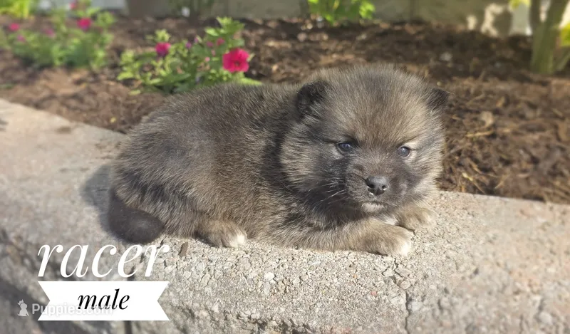 Racer – Pomeranian, Pomsky puppy for sale in Cayuga, NY
