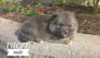 Racer, a male Pomeranian and Pomsky for sale in Cayuga, NY – 1 of 6