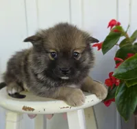 Racer, a male Pomeranian and Pomsky for sale in Cayuga, NY – 2 of 8