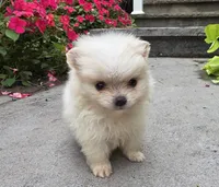 Shadow-Cream, a male Pomeranian for sale in Cayuga, NY – 3 of 6