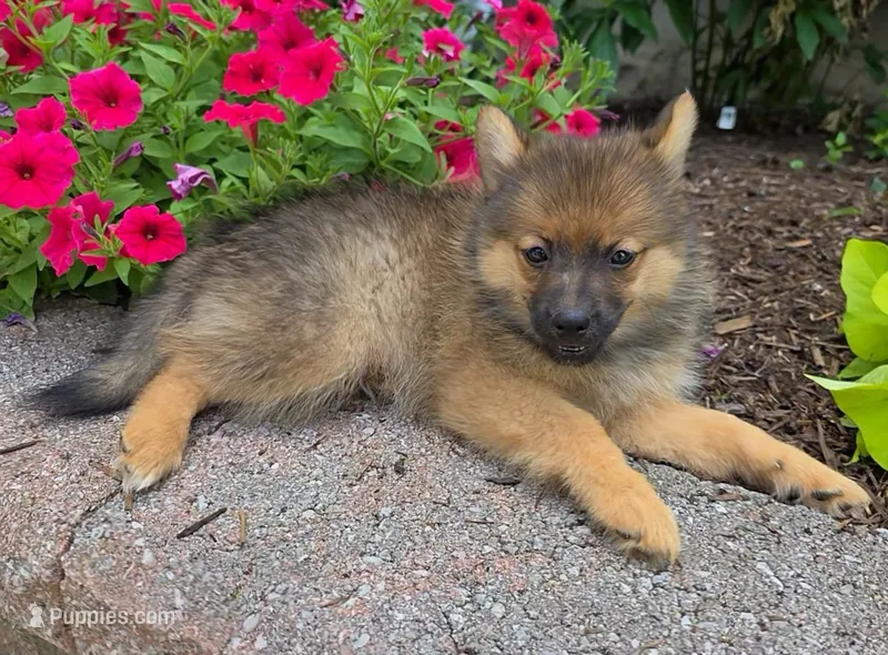 Ryker – Pomeranian, Pomsky puppy for sale in Cayuga, NY