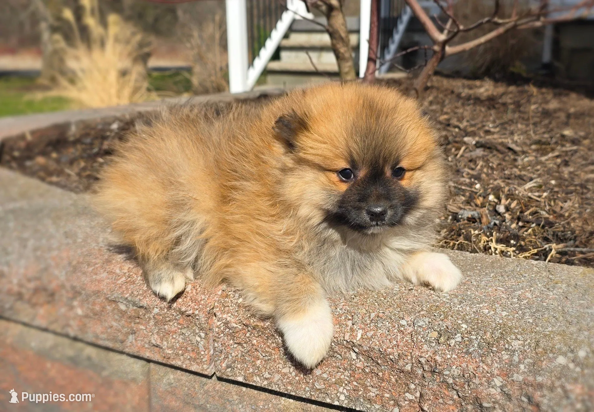 Cleeto, a male Pomeranian for sale in Cayuga, NY – Photo 3 of 8