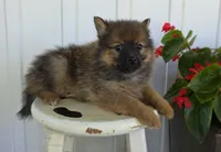 Ryker, a male Pomeranian and Pomsky for sale in Cayuga, NY – 2 of 8