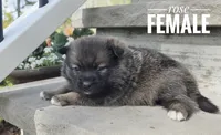 Rose, a female Pomeranian and Pomsky for sale in Cayuga, NY – 1 of 5