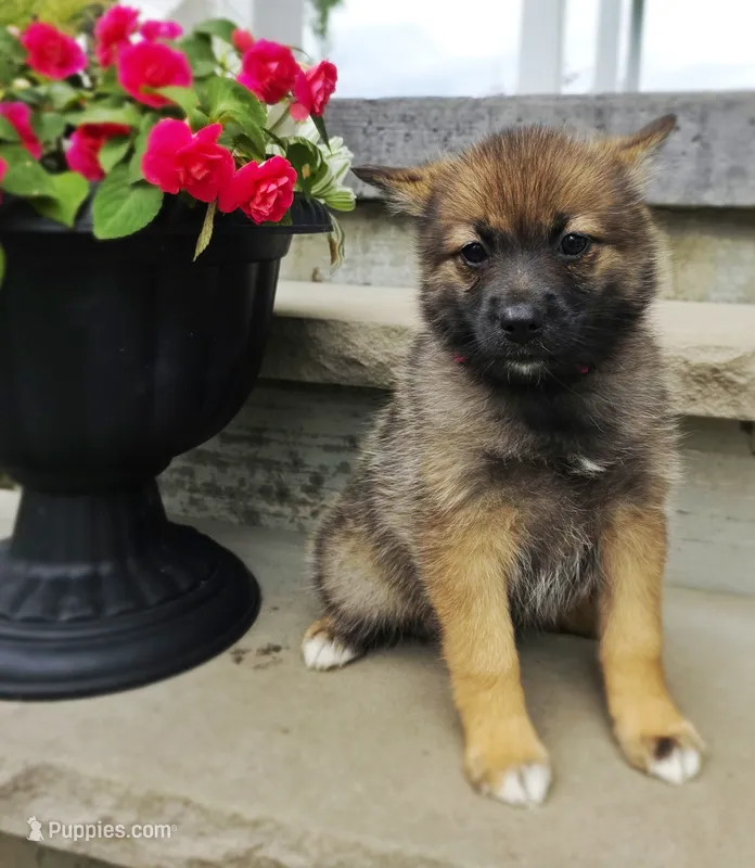 Racer – Pomeranian, Pomsky puppy for sale in Cayuga, NY