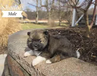 Shadow, a male Pomeranian for sale in Cayuga, NY – Photo 2 of 5