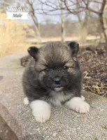 Shadow, a male Pomeranian for sale in Cayuga, NY – Photo 1 of 5