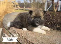 Shadow, a male Pomeranian for sale in Cayuga, NY – Photo 3 of 5
