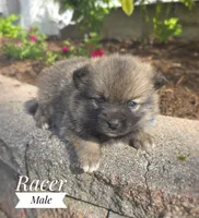 Racer, a male Pomeranian and Pomsky for sale in Cayuga, NY – 3 of 6