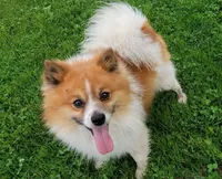Sunny, a female Pomeranian for sale in Cayuga, NY – Photo 4 of 5