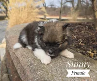 Sunny, a female Pomeranian for sale in Cayuga, NY – Photo 2 of 5