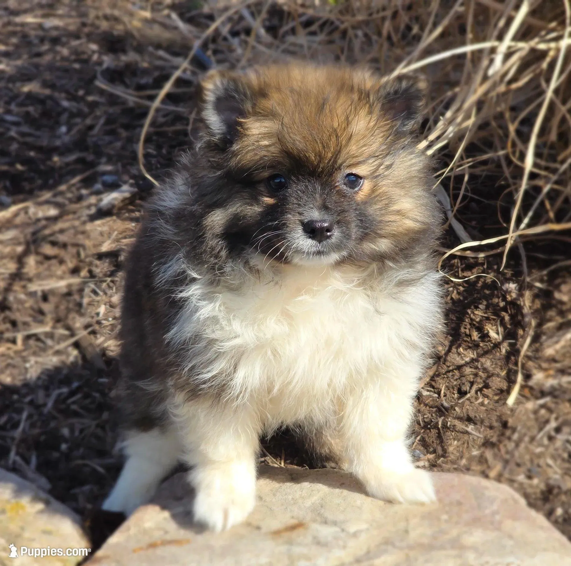 Sunny – Pomeranian puppy for sale in Cayuga, NY
