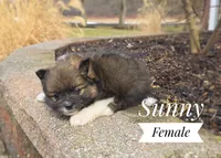 Sunny, a female Pomeranian for sale in Cayuga, NY – Photo 3 of 5