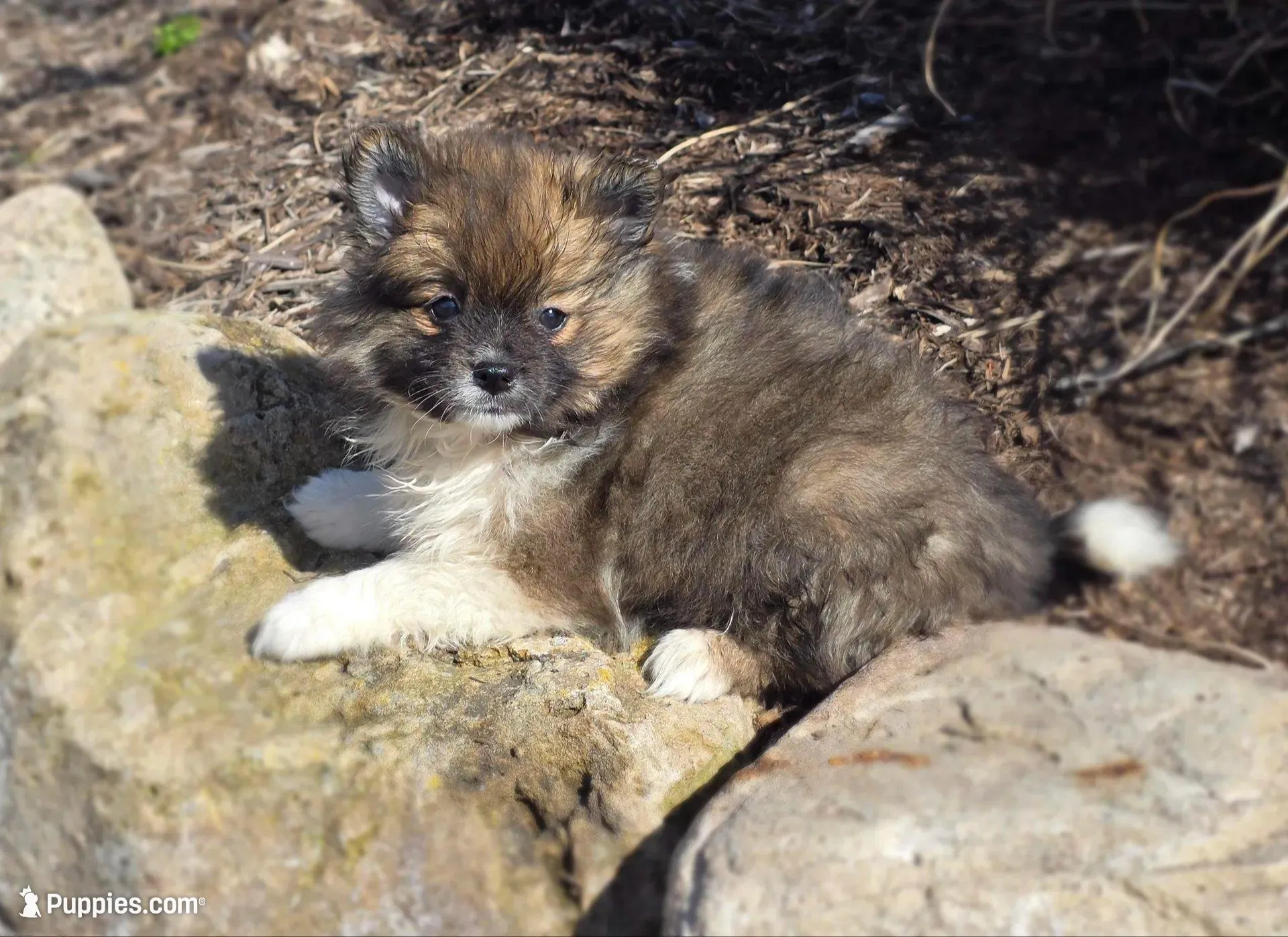 Sunny, a female Pomeranian for sale in Cayuga, NY – Photo 2 of 7