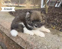Sunny, a female Pomeranian for sale in Cayuga, NY – Photo 1 of 5