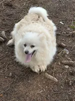 Sunny, a female Pomeranian for sale in Cayuga, NY – Photo 5 of 5