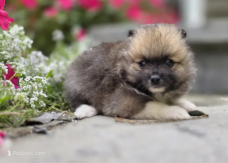 Sable-Tri Color – Pomeranian puppy for sale in Cayuga, NY