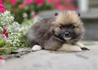 Sable-Tri Color, a male Pomeranian for sale in Cayuga, NY – 1 of 8