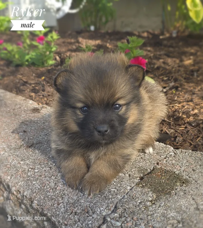 Ryker – Pomeranian, Pomsky puppy for sale in Cayuga, NY