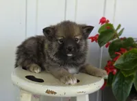 Racer, a male Pomeranian and Pomsky for sale in Cayuga, NY – 1 of 8