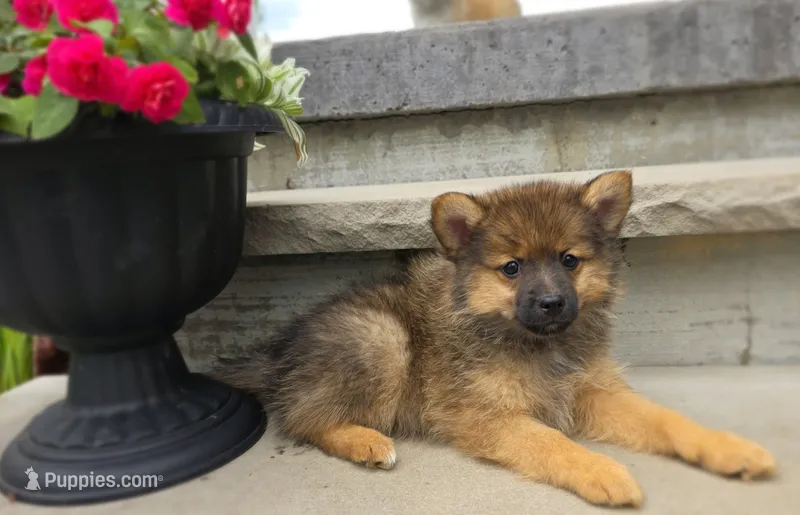 Ryker – Pomeranian, Pomsky puppy for sale in Cayuga, NY