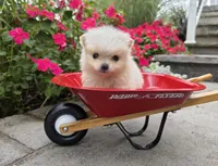 Shadow-Cream, a male Pomeranian for sale in Cayuga, NY – 1 of 6