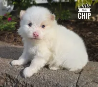 Chip, a male Pomeranian for sale in Cayuga, NY – 3 of 6