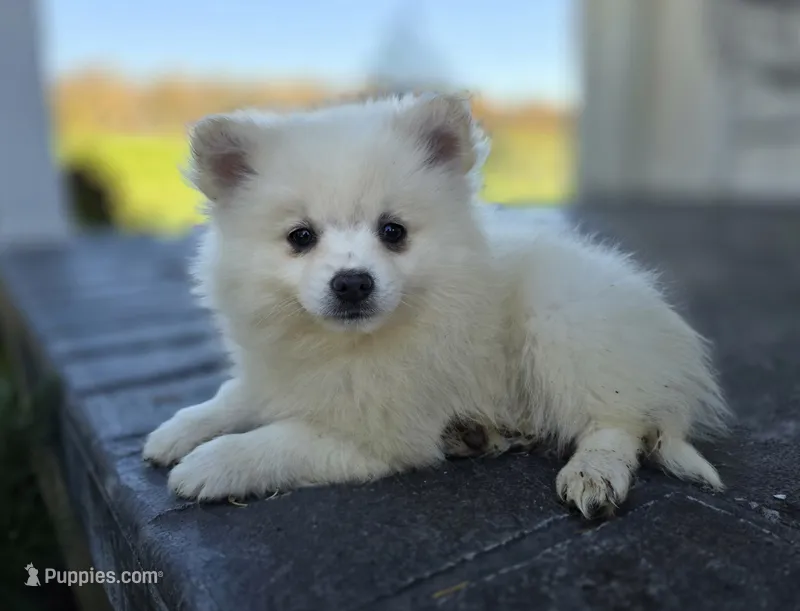 Stella – Pomeranian puppy for sale in Cayuga, NY