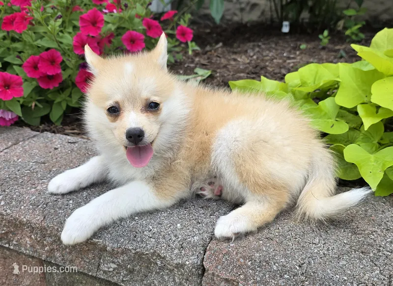Rusty – Pomeranian, Pomsky puppy for sale in Cayuga, NY