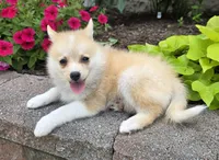 Rusty, a male Pomeranian and Pomsky for sale in Cayuga, NY – 1 of 10